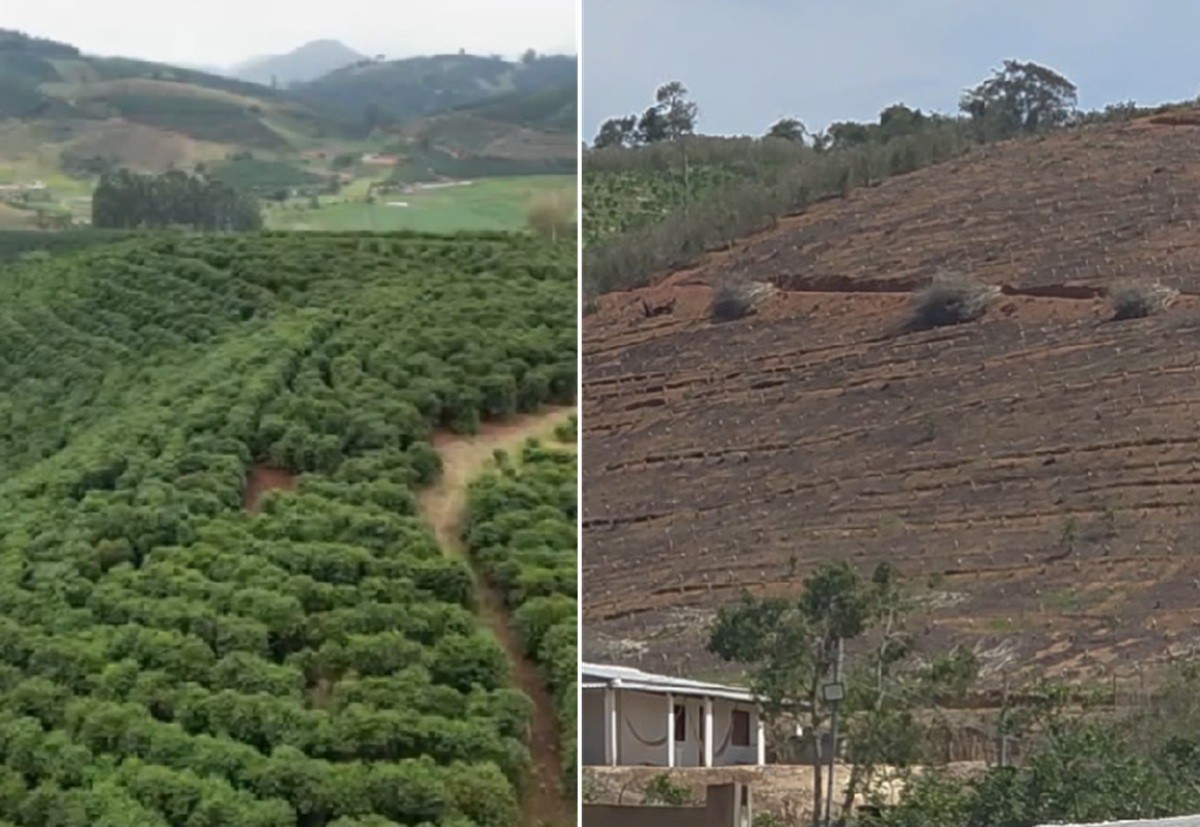Granizo devasta cafezais em Santa Clara, Porciúncula, e prejuízo chega a R$ 12 milhões