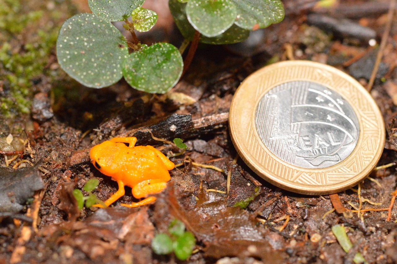 Pico da Caledônia abriga pequenino pingo-de-ouro, anfíbio ameaçado e indicador de natureza preservada