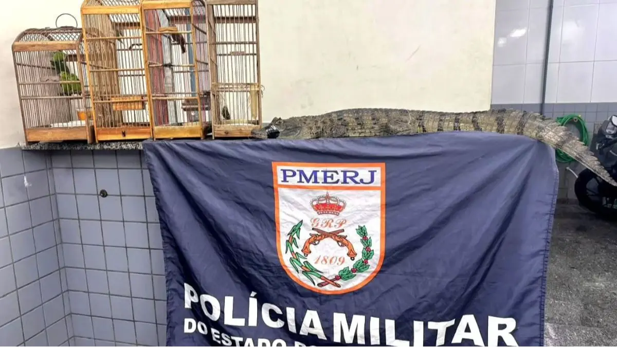 Jacaré amarrado e sete aves sem documentação são achados em casa de Guarus