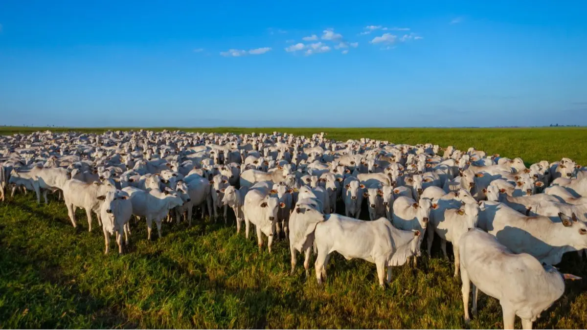 Produtor rural fluminense precisa regularizar dados da fazenda até o fim de novembro, sob risco de bloqueio