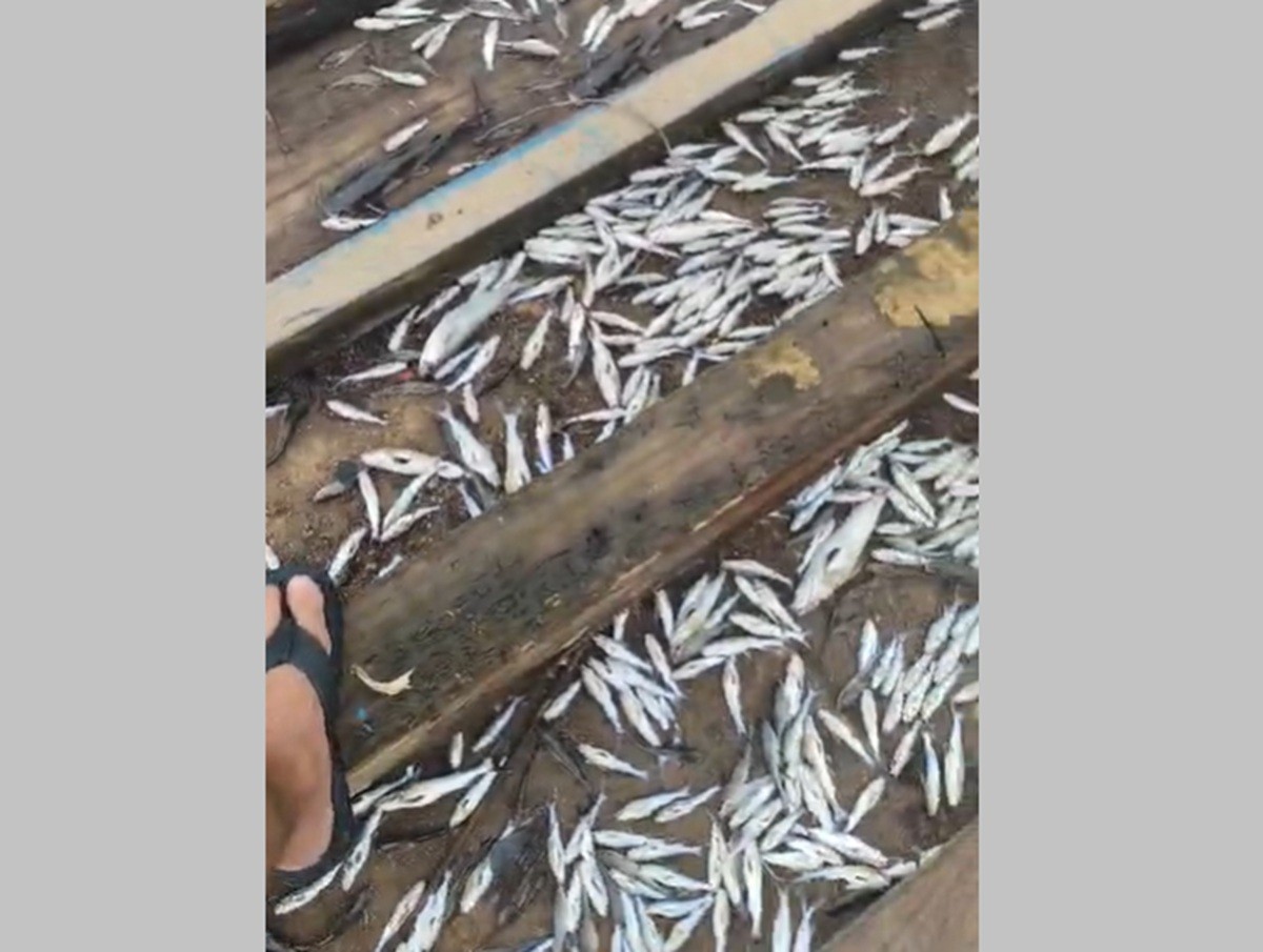 Peixes aparecem mortos em canal de Gargaú e Inea colhe amostras de água