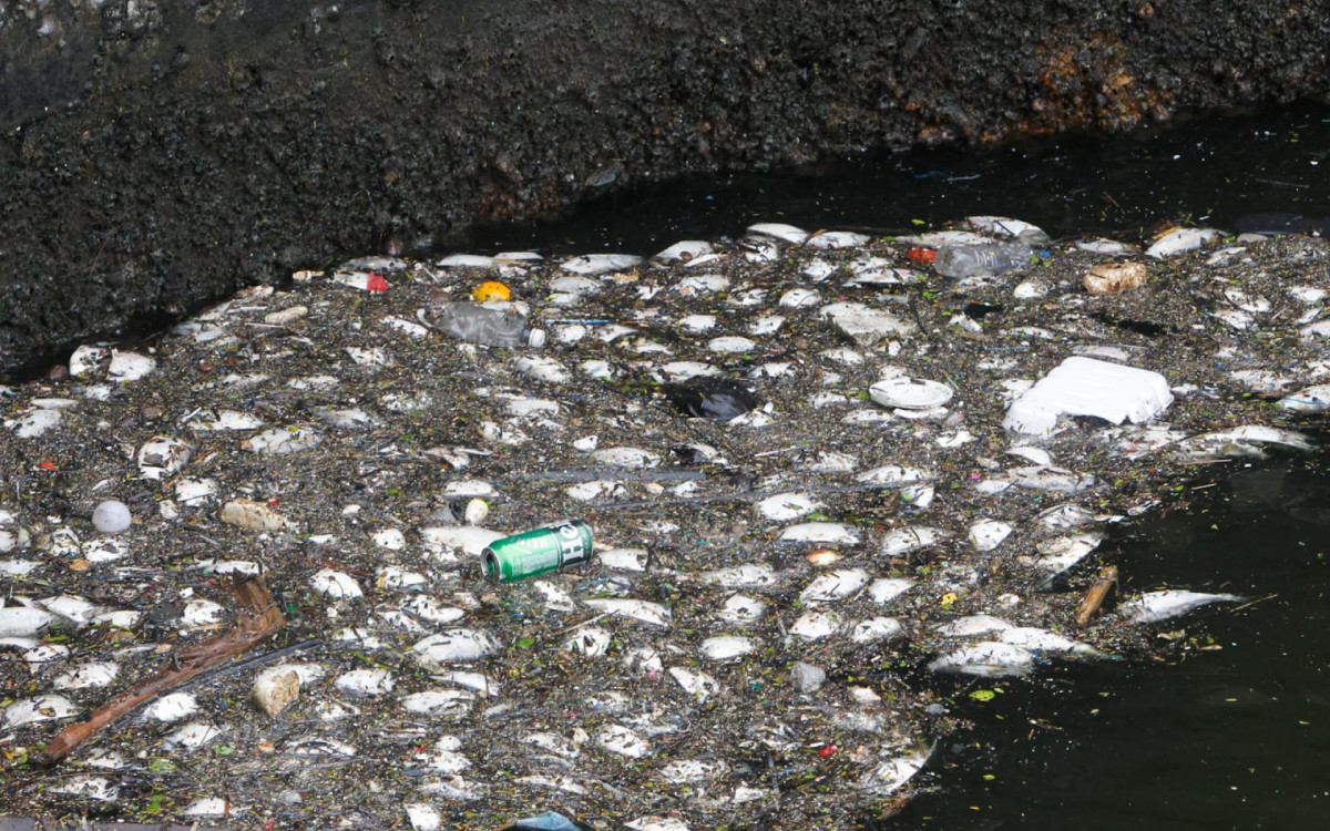 Após retirada de 5,7 toneladas, equipes investigam origem de peixes sem vida no Centro do Rio