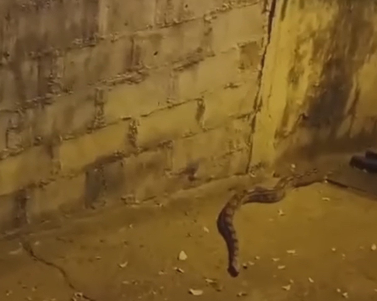 Jibóia avistada com frequência em beco de Miracema leva moradores a pedir retirada do animal