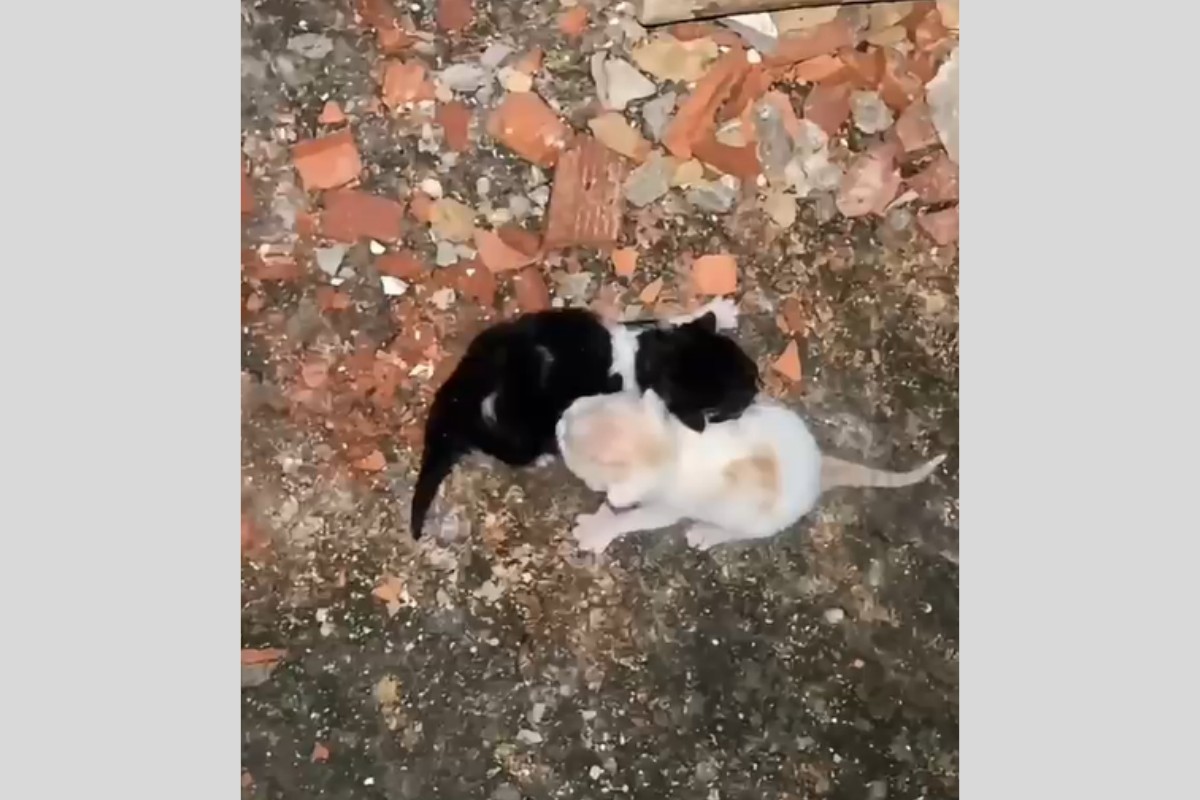 Defesa Civil resgata dois filhotes de gato presos em muro de Porciúncula