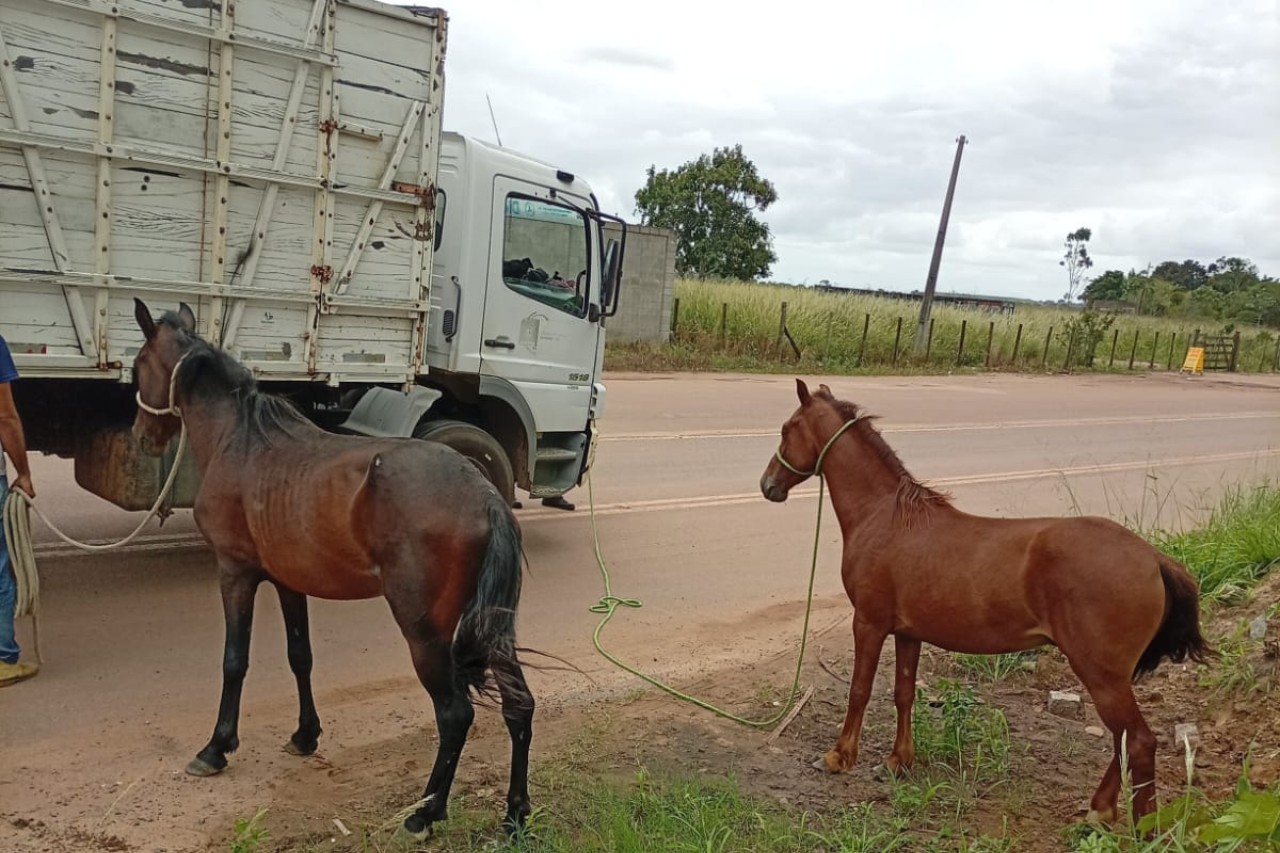 Animais soltos nas ruas de Campos: CCZ recolhe 15 bovinos e equinos em cinco dias
