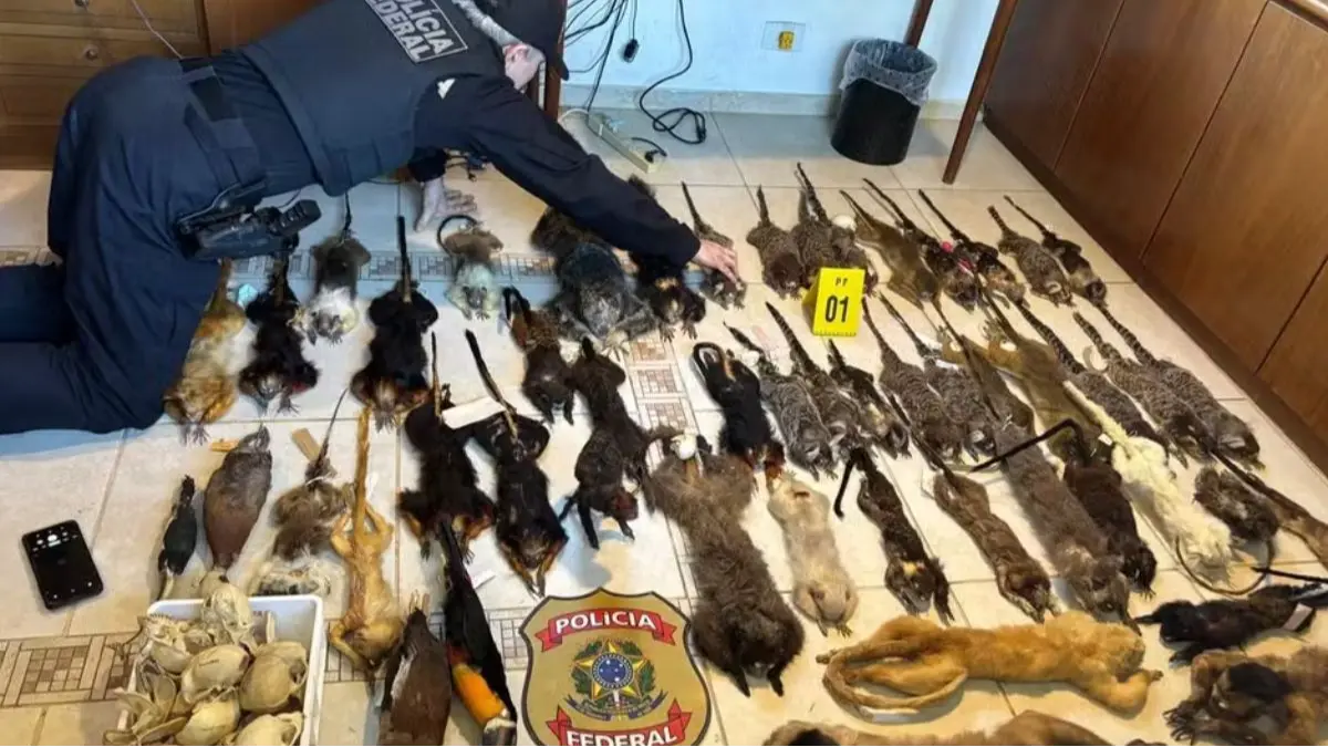 Operação da PF prende dois suspeitos de tráfico de ovos de aves silvestres na Espanha