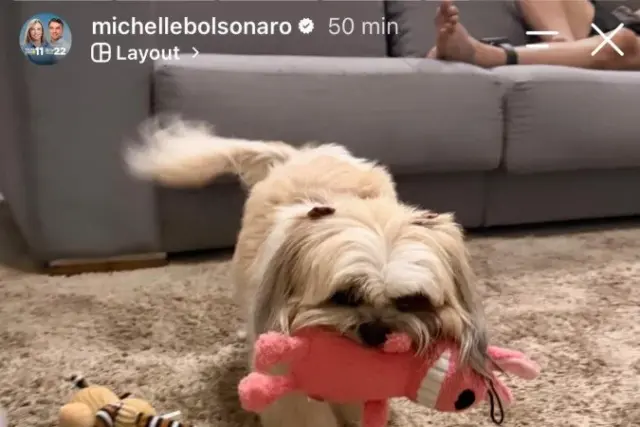 Em clima de descontração, Michelle exibe presente para cachorra Meg com Bolsonaro de tornozeleira no canto da imagem