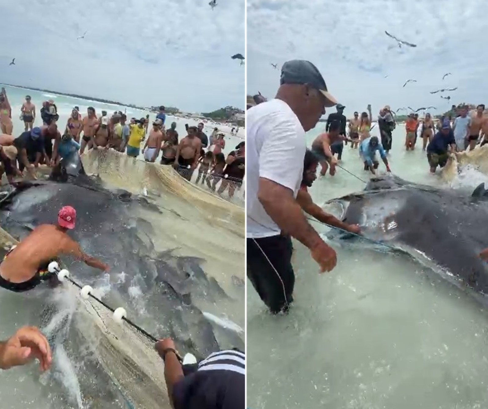 Raia de porte raro vira motivo de comemoração após resgate de oito pescadores