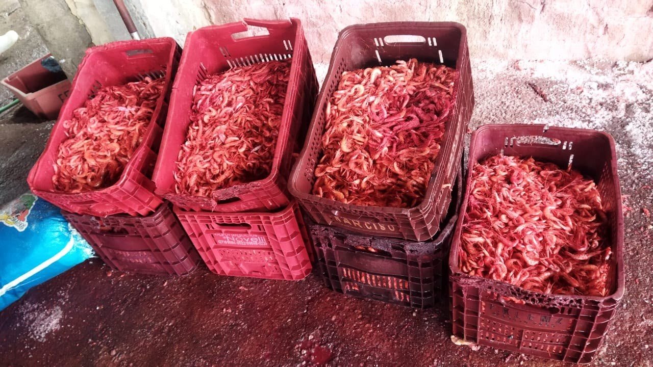Fiscalização apreende 440 kg de camarão defumado em galpão irregular no Farol de São Tomé